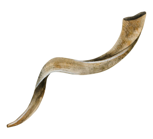 Yemenite Shofar