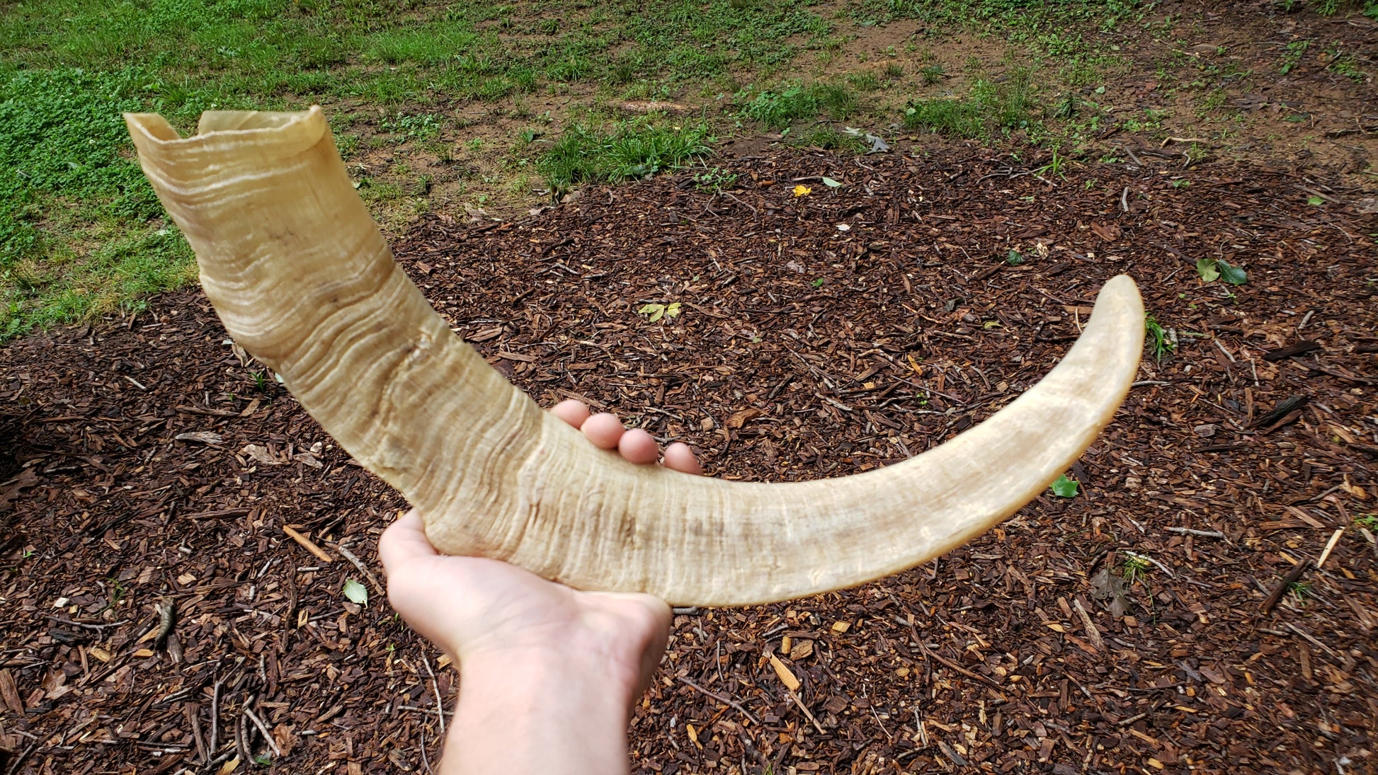 Bukkehorn from Goat horn: White Color